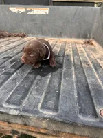 Brown, a female Labrador Retriever for sale in Pine Mountain, GA – 4 of 6