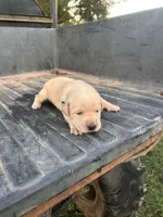 Yellow, a male Labrador Retriever for sale in Pine Mountain, GA – 5 of 9
