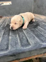 Yellow, a male Labrador Retriever for sale in Pine Mountain, GA – 7 of 9