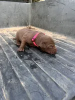 Brown, a female Labrador Retriever for sale in Pine Mountain, GA – 3 of 6