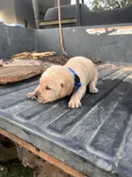 Yellow, a male Labrador Retriever for sale in Pine Mountain, GA – 1 of 9