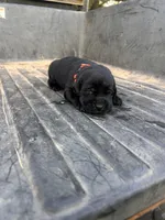 Black, a male Labrador Retriever for sale in Pine Mountain, GA – 4 of 6