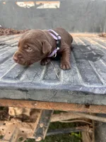 Brown, a female Labrador Retriever for sale in Pine Mountain, GA – 5 of 6