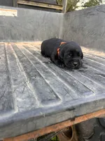 Black, a male Labrador Retriever for sale in Pine Mountain, GA – 3 of 6