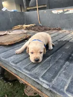 Yellow, a male Labrador Retriever for sale in Pine Mountain, GA – 6 of 9