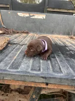 Brown, a female Labrador Retriever for sale in Pine Mountain, GA – 2 of 6