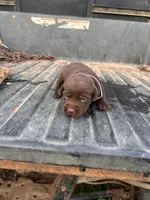 Brown, a female Labrador Retriever for sale in Pine Mountain, GA – 3 of 6