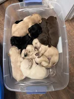 Yellow, a male Labrador Retriever for sale in Pine Mountain, GA – 2 of 5