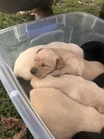 Yellow, a male Labrador Retriever for sale in Pine Mountain, GA – 2 of 5