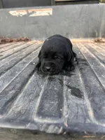 Black, a male Labrador Retriever for sale in Pine Mountain, GA – 5 of 6