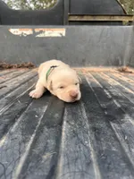 Yellow, a male Labrador Retriever for sale in Pine Mountain, GA – 3 of 9