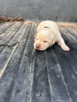 Yellow, a male Labrador Retriever for sale in Pine Mountain, GA – 9 of 9