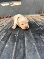 Yellow, a male Labrador Retriever for sale in Pine Mountain, GA – 2 of 9