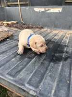 Yellow, a male Labrador Retriever for sale in Pine Mountain, GA – 4 of 9