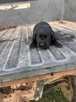 Black, a female Labrador Retriever for sale in Pine Mountain, GA – 5 of 7