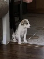 Blue, a male German Shepherd Dog and Great Pyrenees for sale in Atlanta, GA – Photo 5 of 5