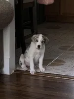 Blue, a male German Shepherd Dog and Great Pyrenees for sale in Atlanta, GA – Photo 3 of 5