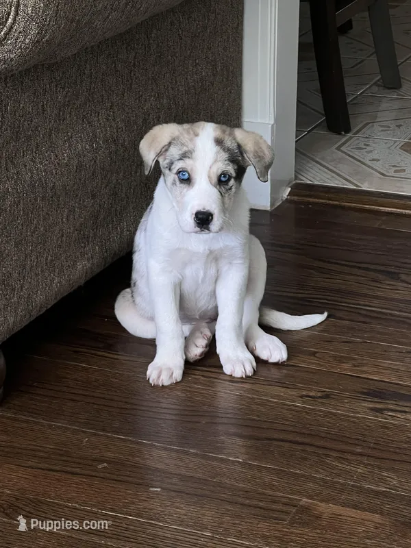 Blue – German Shepherd Dog, Great Pyrenees puppy for sale in Atlanta, GA