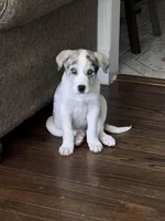 Blue, a male German Shepherd Dog and Great Pyrenees for sale in Atlanta, GA – Photo 1 of 5