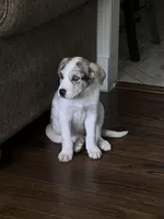 Blue, a male German Shepherd Dog and Great Pyrenees for sale in Atlanta, GA – Photo 2 of 5