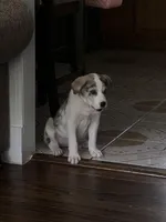 Blue, a male German Shepherd Dog and Great Pyrenees for sale in Atlanta, GA – Photo 4 of 5