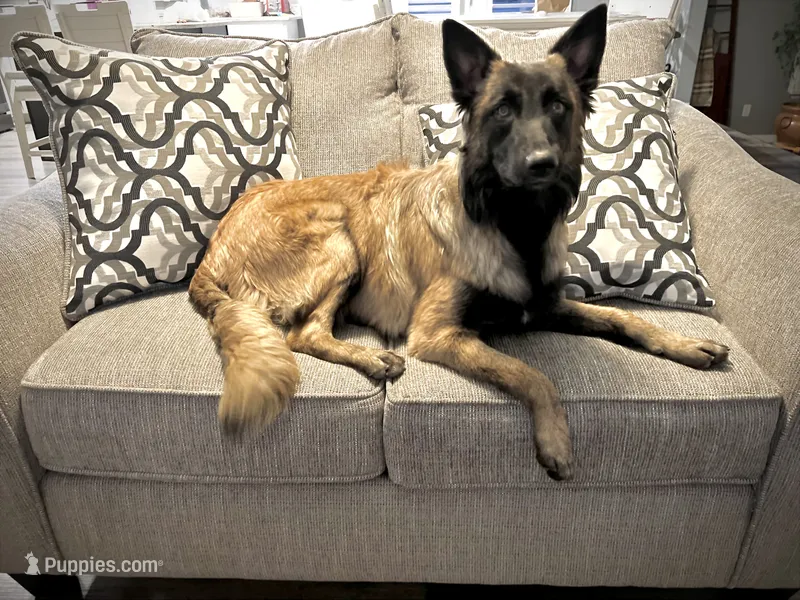 Sascha – Belgian Malinois, German Shepherd Dog puppy for sale in Pueblo, CO