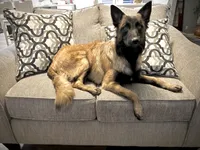 Sascha, a female Belgian Malinois and German Shepherd Dog for sale in Pueblo, CO – 1 of 1
