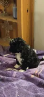 Black n White, a male Aussiedoodle and Miniature Aussiedoodle for sale in Noti, OR – Photo 2 of 4