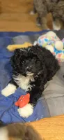 Black n White, a male Aussiedoodle and Miniature Aussiedoodle for sale in Noti, OR – Photo 4 of 4