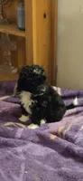 Black n White, a male Aussiedoodle and Miniature Aussiedoodle for sale in Noti, OR – Photo 1 of 4