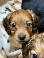 Reeces, a male Miniature Dachshund for sale in Cumberland, MD – 2 of 4