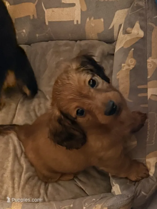 Reeces – Miniature Dachshund puppy for sale in Cumberland, MD