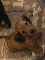 Reeces, a male Miniature Dachshund for sale in Cumberland, MD – 1 of 4