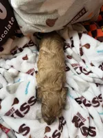Hershey, a male Miniature Dachshund for sale in Cumberland, MD – 4 of 4