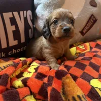 Reeces, a male Miniature Dachshund for sale in Cumberland, MD – 3 of 4