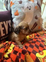 Reeces, a male Miniature Dachshund for sale in Cumberland, MD – 4 of 4