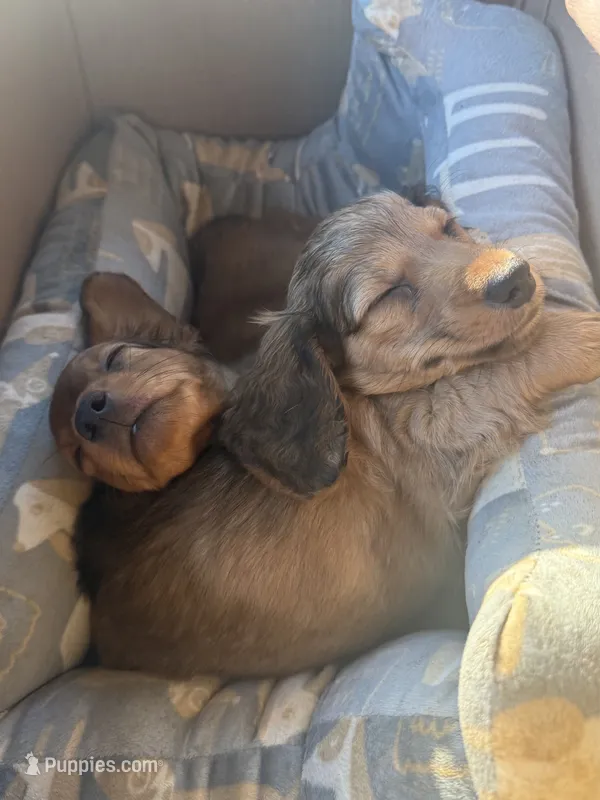 Hershey – Miniature Dachshund puppy for sale in Cumberland, MD