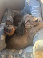 Hershey, a male Miniature Dachshund for sale in Cumberland, MD – 1 of 4