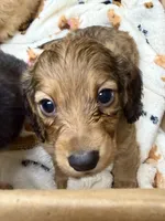 Hershey, a male Miniature Dachshund for sale in Cumberland, MD – 3 of 4