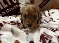 Hershey, a male Miniature Dachshund for sale in Cumberland, MD – 2 of 4