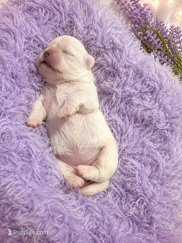 White female  – Pekingese puppy for sale in Columbus, GA