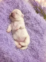 White female , a female Pekingese for sale in Columbus, GA – 1 of 1