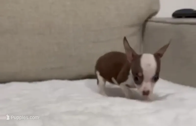 Mini Mrs brownie  – Chihuahua puppy for sale in Las Vegas, NV