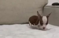 Mini Mrs brownie , a female Chihuahua for sale in Las Vegas, NV – 1 of 2