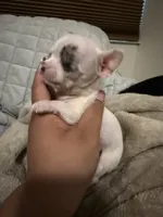 Micro Mr spot only 9 oz charting 3 lb range , a male Chihuahua for sale in Las Vegas, NV – 3 of 6