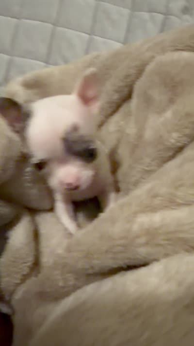 Micro Mr spot only 9 oz charting 3 lb range , a male Chihuahua for sale in Las Vegas, NV – 6 of 6