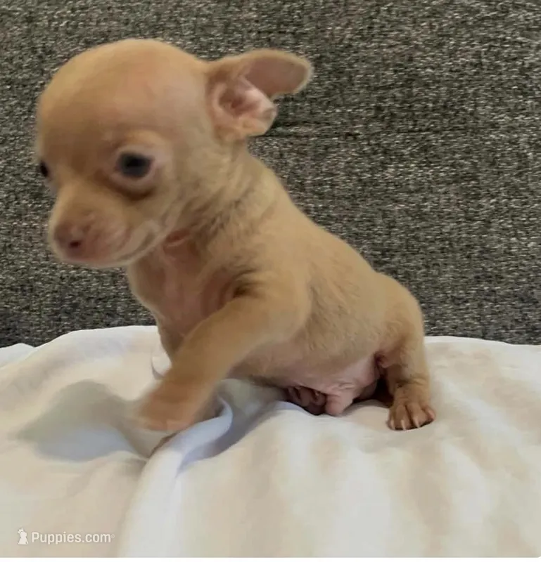 Mr charlie  – Chihuahua puppy for sale in Las Vegas, NV