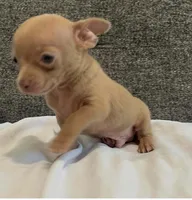 Mr charlie , a male Chihuahua for sale in Las Vegas, NV – 1 of 4
