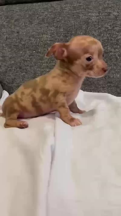 Mr scar face colored eyes, a male Chihuahua for sale in Las Vegas, NV – 4 of 4