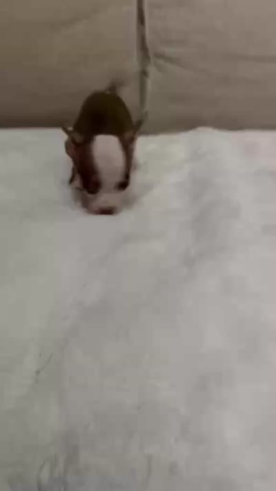 Mini Mrs brownie , a female Chihuahua for sale in Las Vegas, NV – 2 of 2